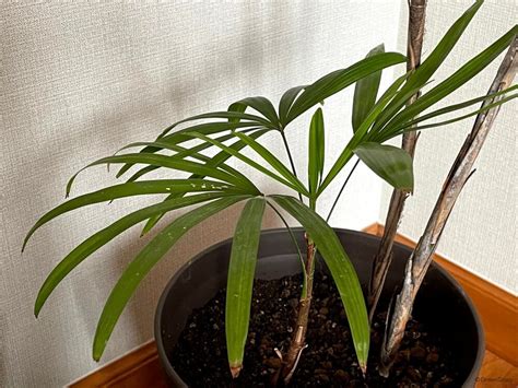 棕櫚竹 風水|シュロチク（棕櫚竹）とは？竹に似た観葉植物。